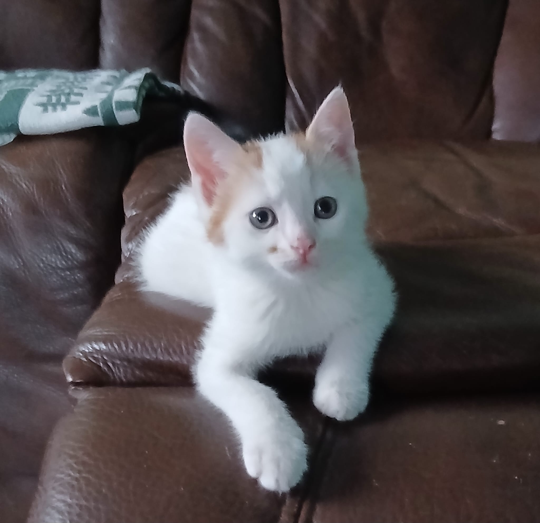Meet Peanut!