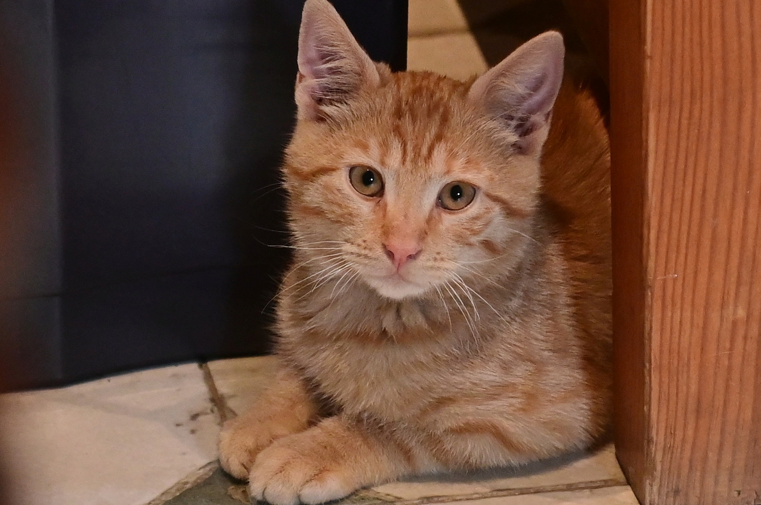 Jack
