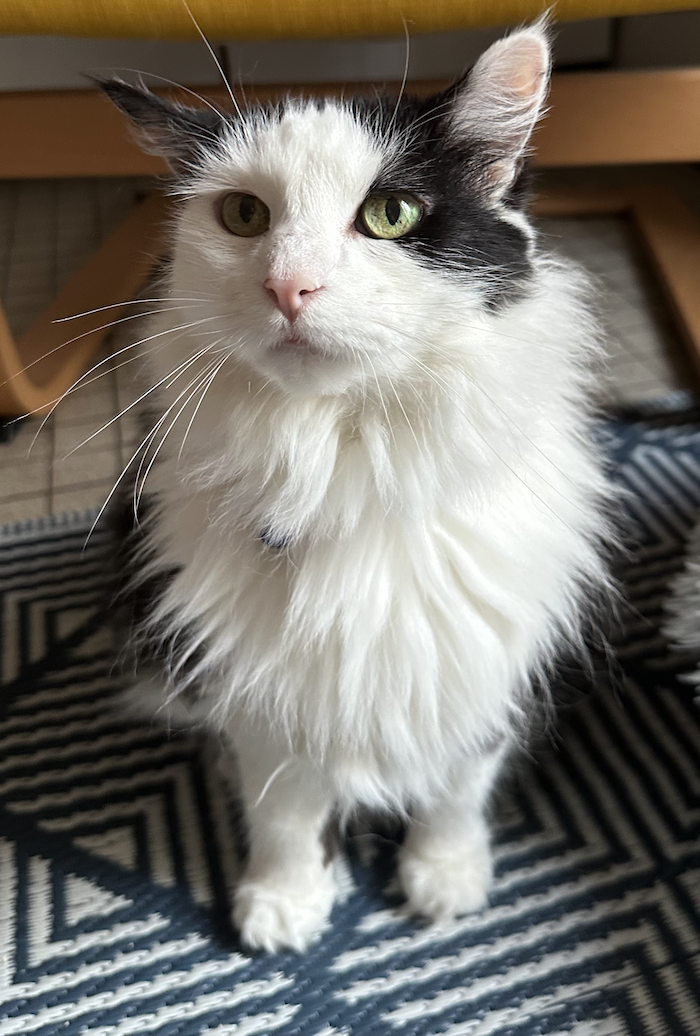 Jolie