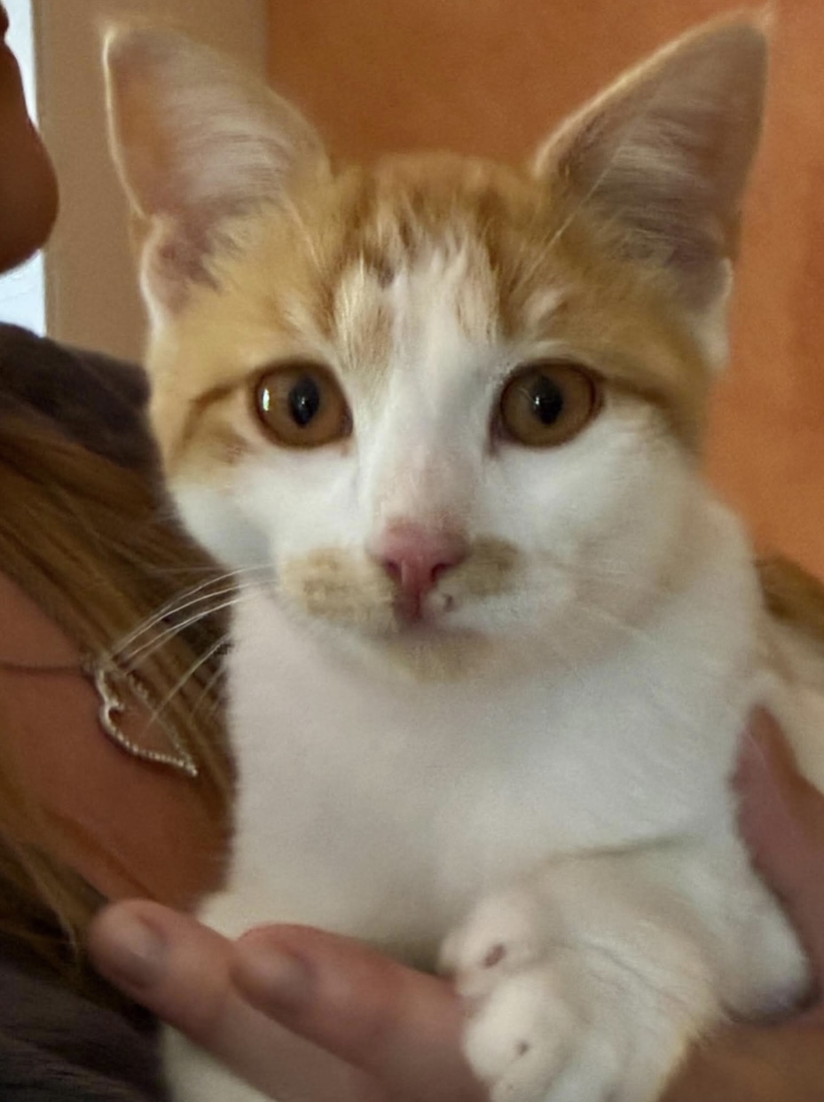 Alfie