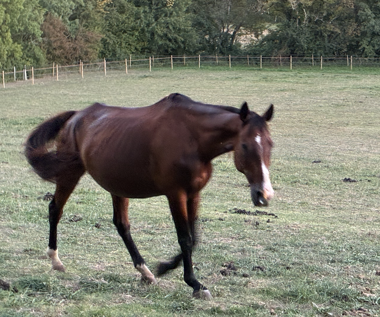 Quirouette