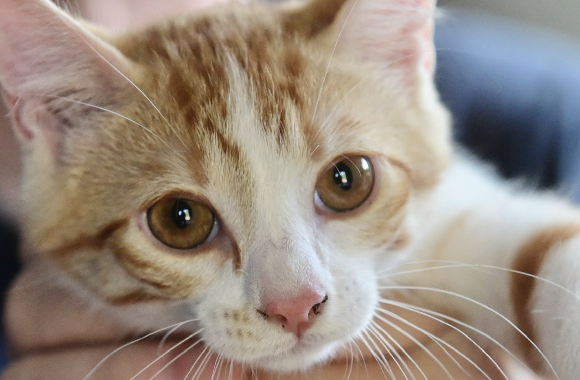 Meet Buttons !