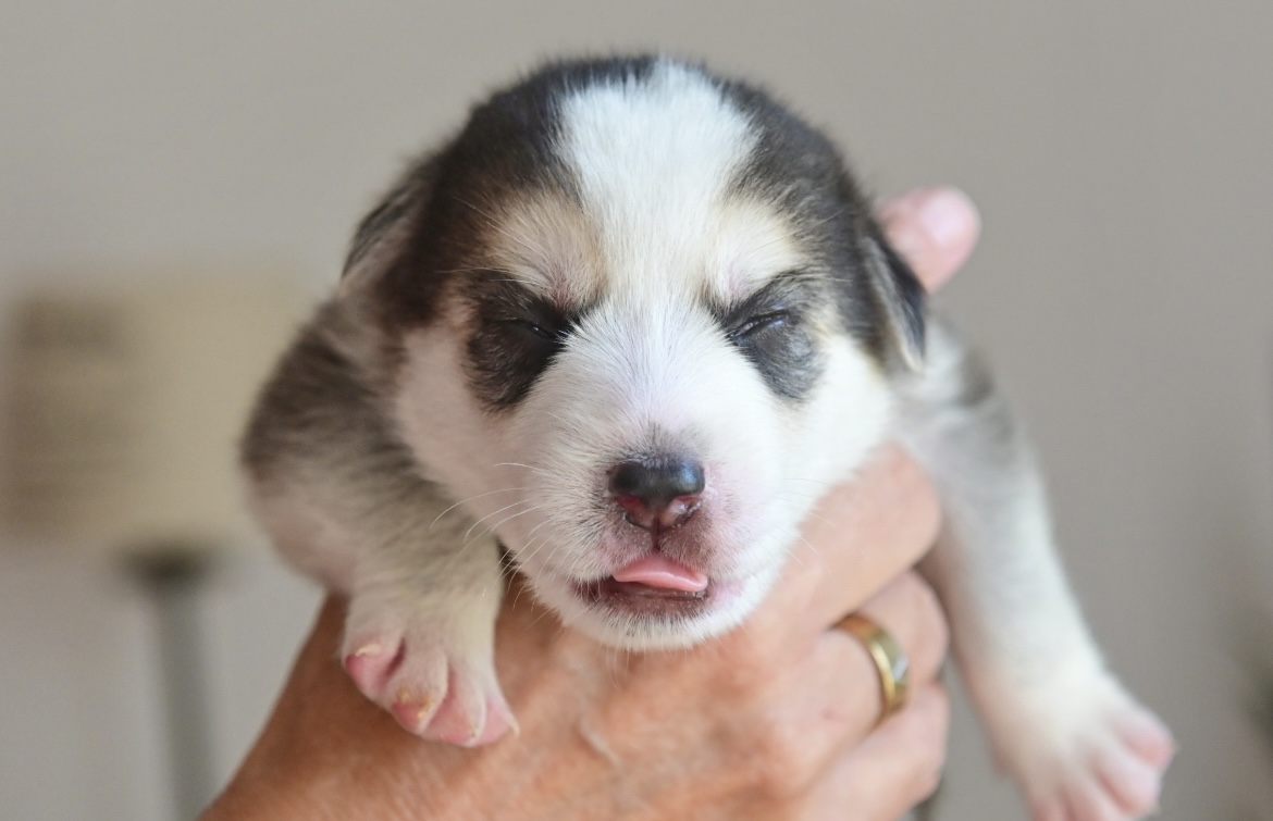 Meet Bjorn 🩵