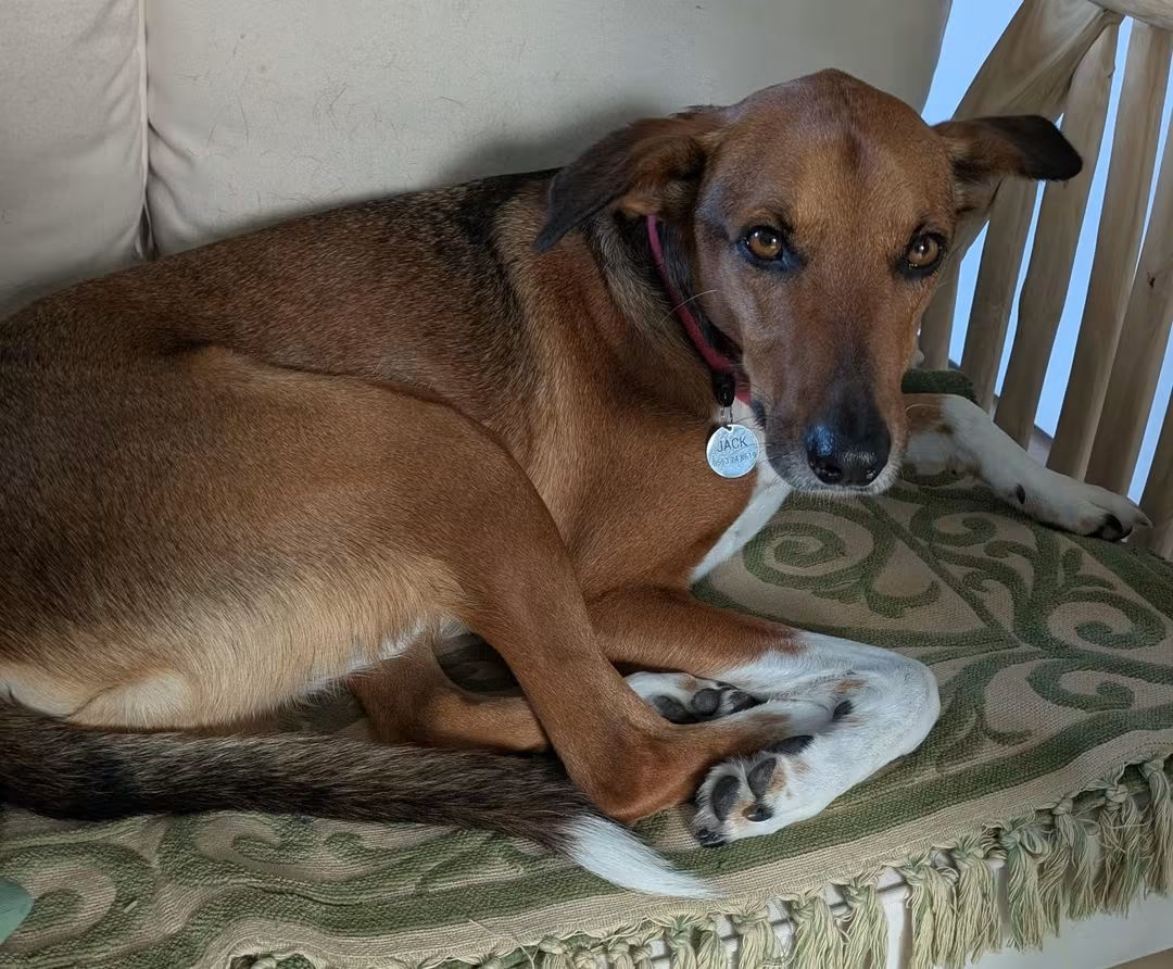 Meet Jack the Cretan Hound